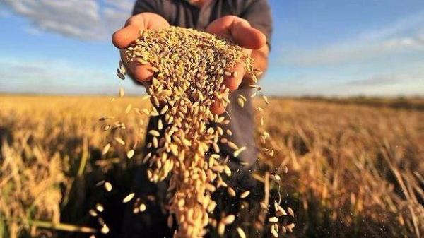 Держаудитори виявили зернові махінації